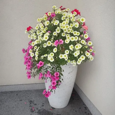 Fritzenwallner * Wagrain